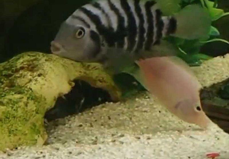 acuario de cíclidos convicto