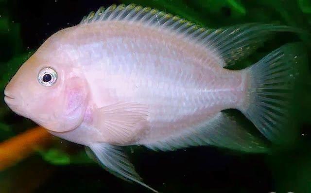 cíclido convicto, cíclido cebra albino