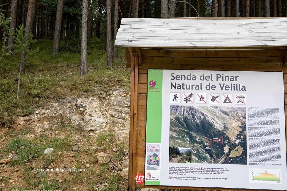 Senda de El Pinar de Velilla. Velilla del Río Carrión. Palencia. Castilla y León. España. Javier Prieto Gallego
