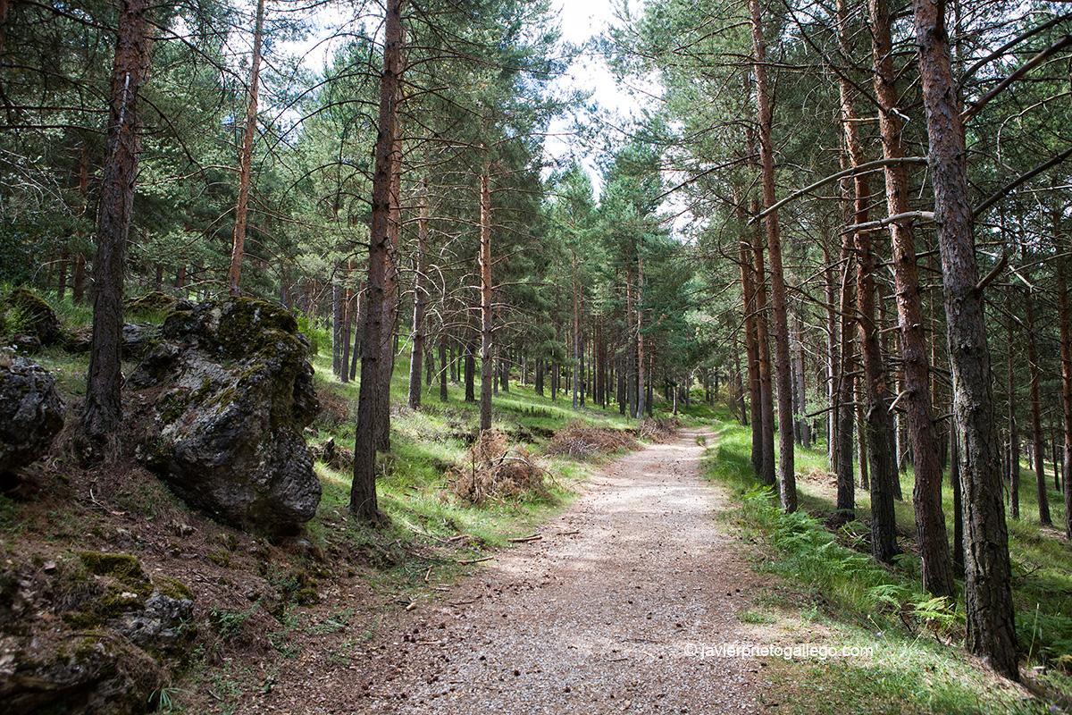 Senda de El Pinar de Velilla. Velilla del Río Carrión. Palencia. Castilla y León. España. Javier Prieto Gallego
