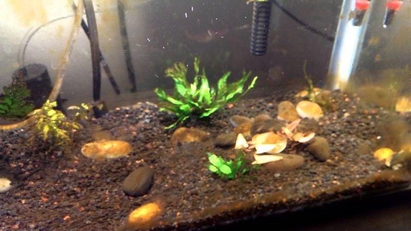 algas en el acuario, diatomea marrón