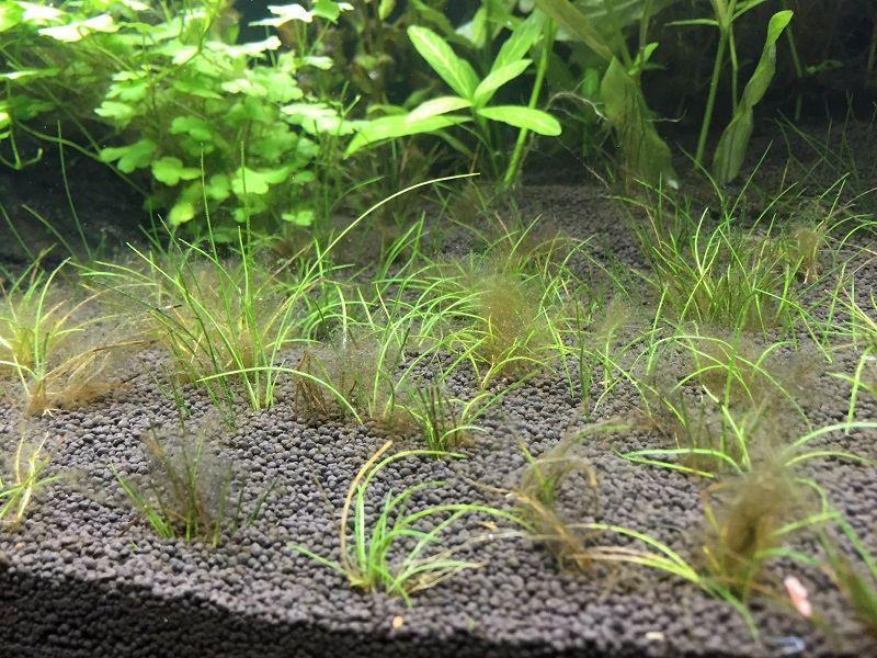 algas en el acuario, marrones filamentosas