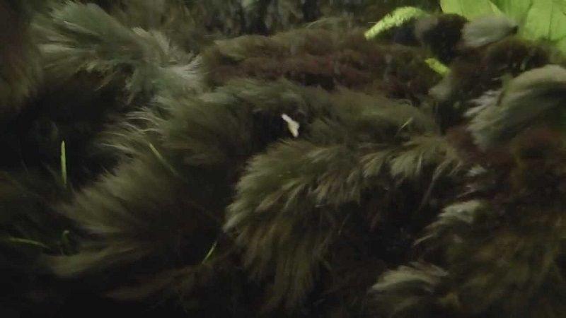 algas en el acuario, pincel