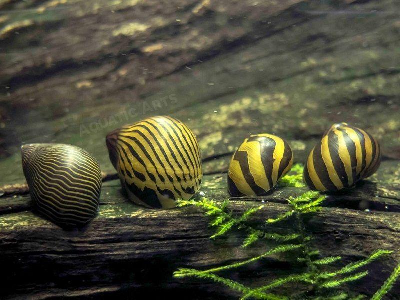 algas en el acuario, caracol cebra