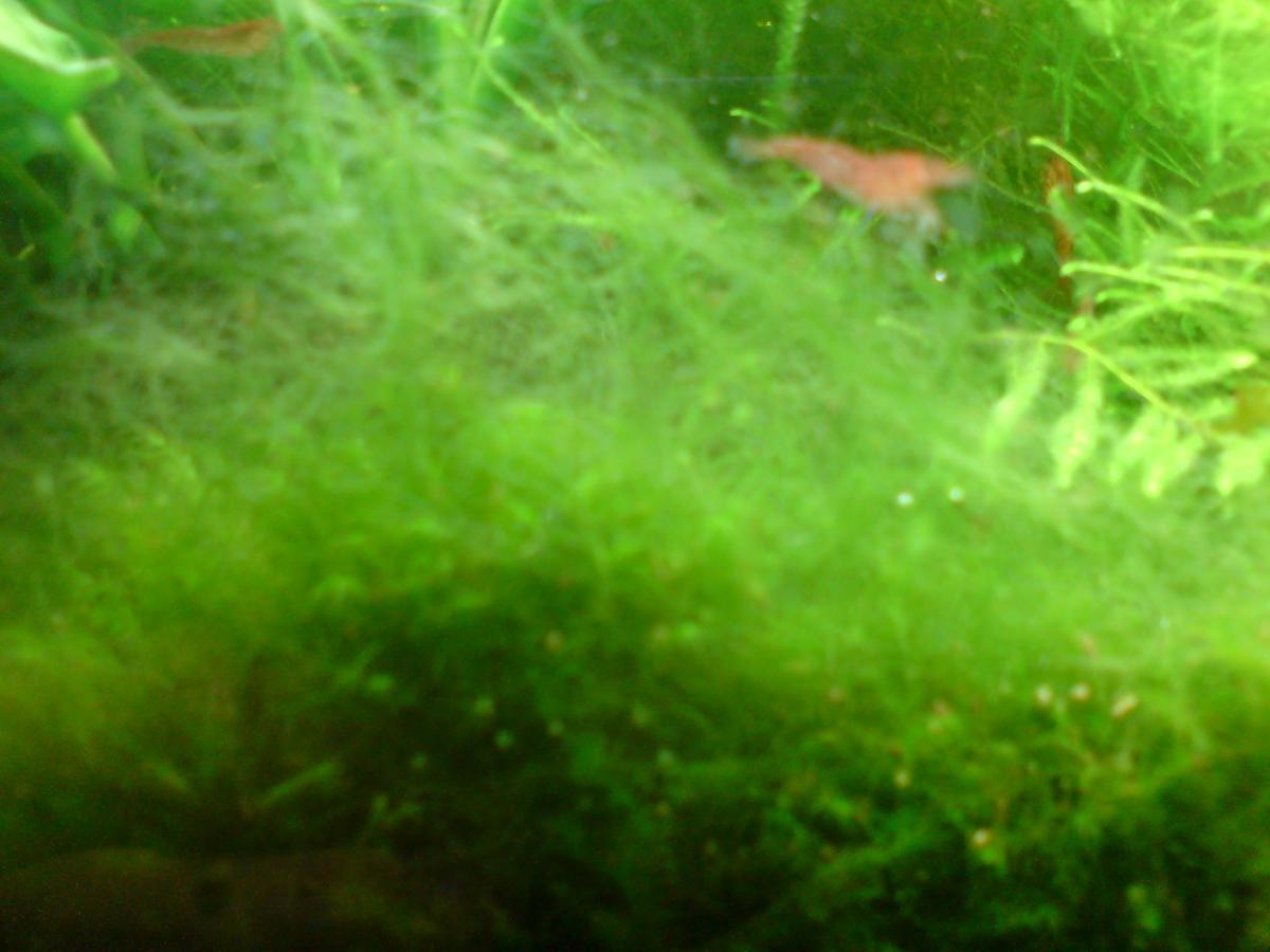 algas en el acuario, verdes filamentosas