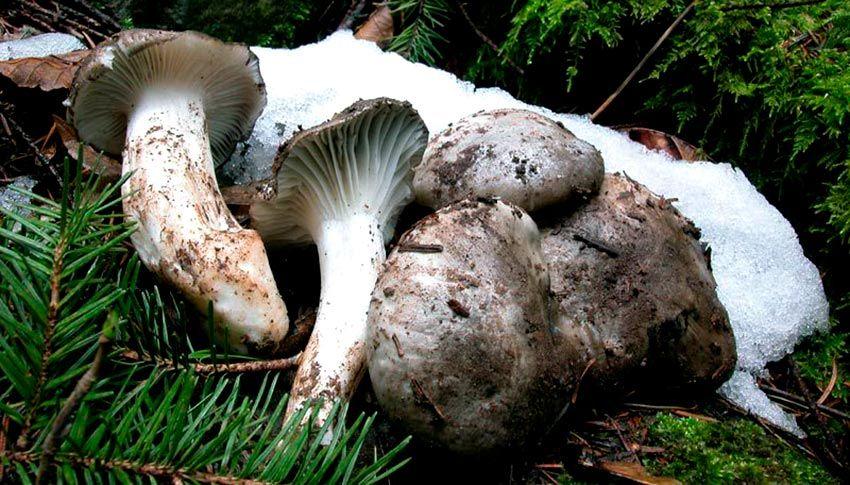 marzuelo-hygrophorus marzuolus-seta de ardilla-la casa de las setas