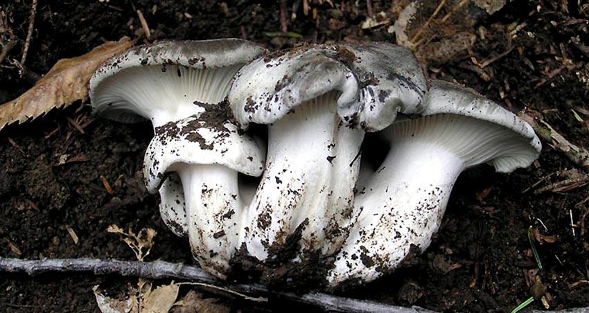 marzuelo-hygrophorus marzuolus-seta de ardilla-la casa de las setas