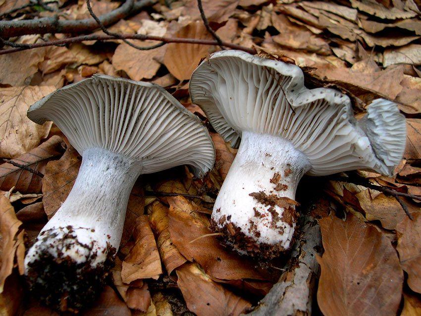 marzuelo-hygrophorus marzuolus-seta de ardilla-la casa de las setas