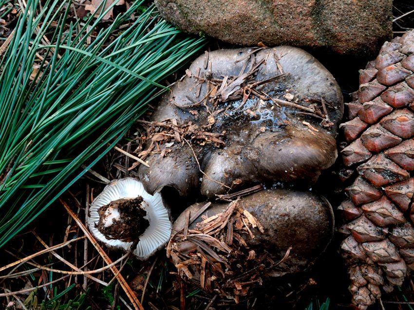 marzuelo-hygrophorus marzuolus-seta de ardilla-la casa de las setas