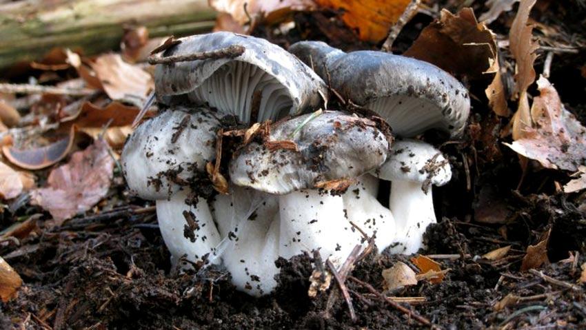 marzuelo-hygrophorus marzuolus-seta de ardilla-la casa de las setas