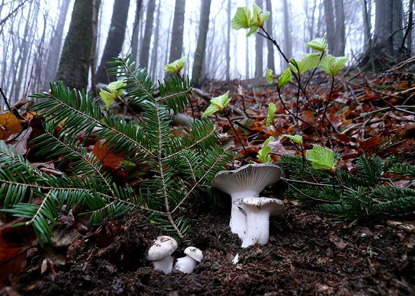 23-marzuelos-hygrophorus-marzuolus-lacasadelassetas