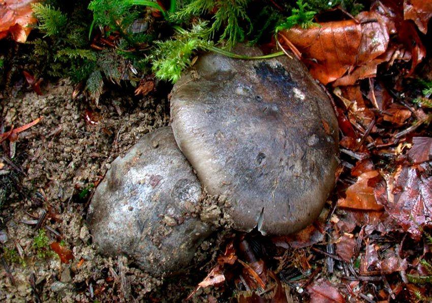 22-marzuelos-hygrophorus-marzuolus-lacasadelassetas