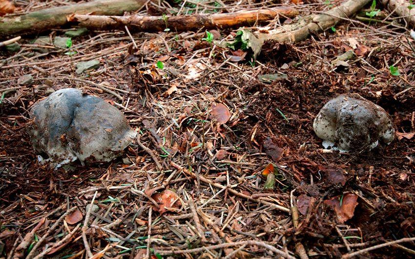 21-marzuelos-hygrophorus-marzuolus-lacasadelassetas