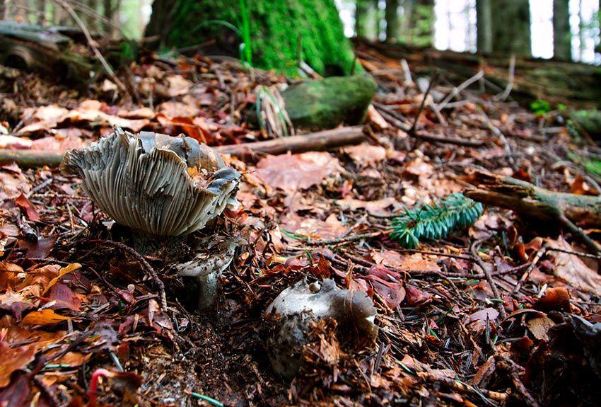 20-marzuelos-hygrophorus-marzuolus-lacasadelassetas