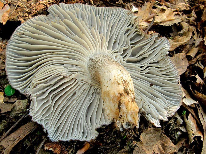 18-marzuelos-hygrophorus-marzuolus-lacasadelassetas