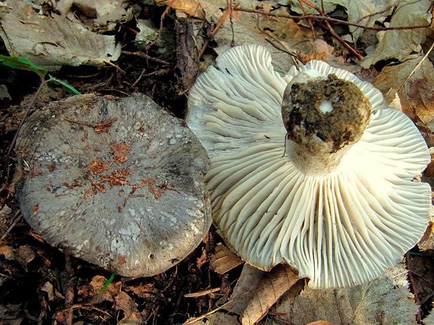 17-marzuelos-hygrophorus-marzuolus-lacasadelassetas