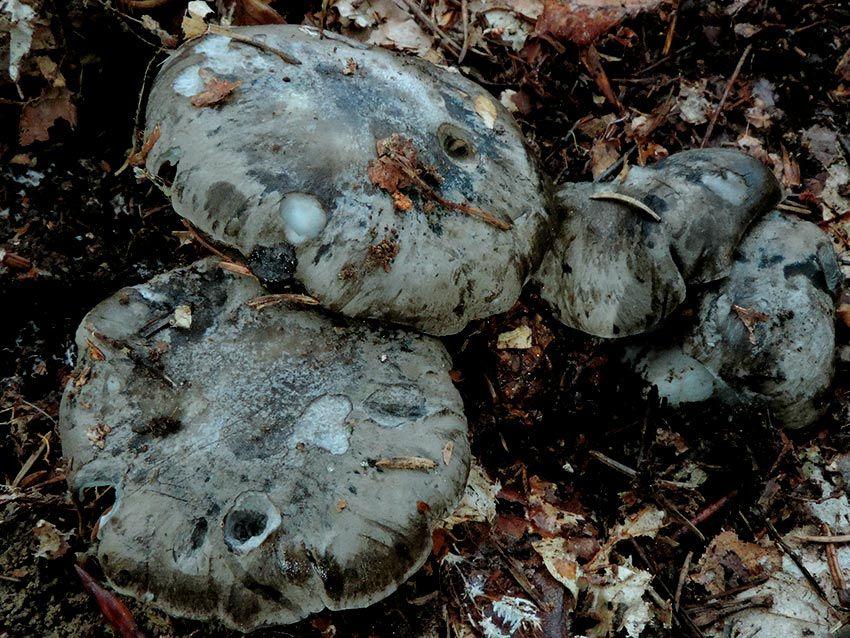 15-marzuelos-hygrophorus-marzuolus-lacasadelassetas