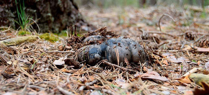 13-marzuelos-hygrophorus-marzuolus-lacasadelassetas