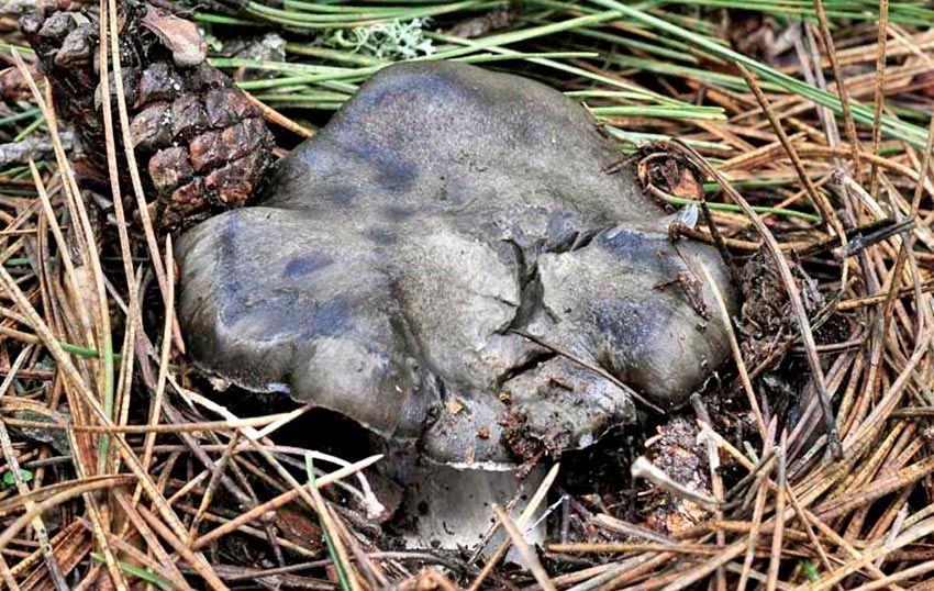 11-marzuelos-hygrophorus-marzuolus-lacasadelassetas