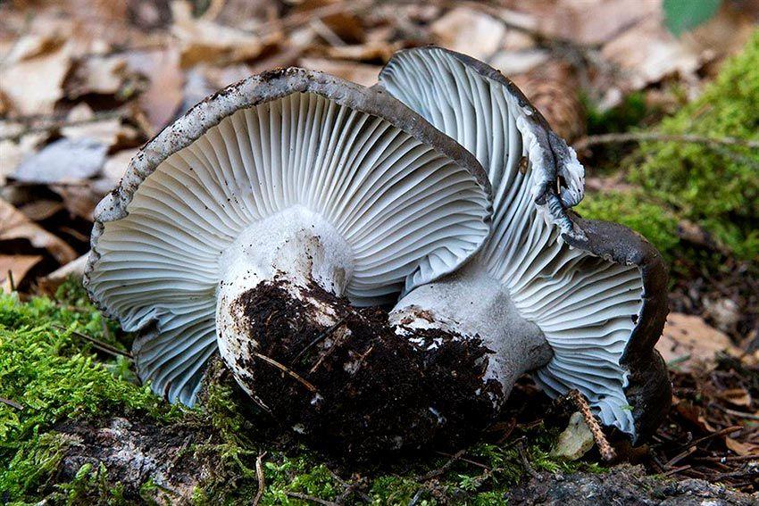 10-marzuelos-hygrophorus-marzuolus-lacasadelassetas