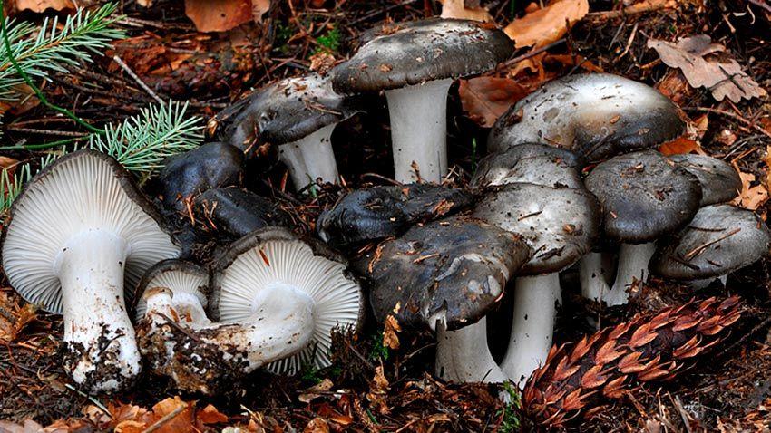 09-marzuelos-hygrophorus-marzuolus-lacasadelassetas