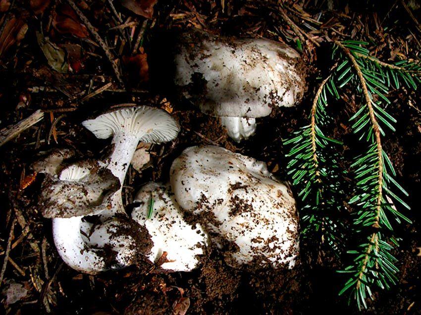 08-marzuelos-hygrophorus-marzuolus-lacasadelassetas