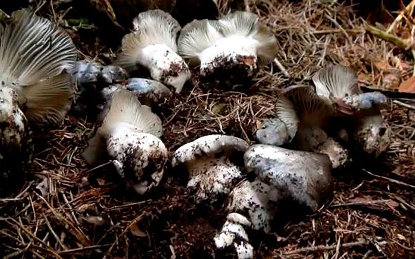 06-marzuelos-hygrophorus-marzuolus-lacasadelassetas