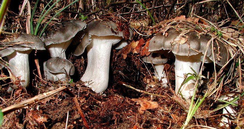 02-marzuelos-hygrophorus-marzuolus-lacasadelassetas