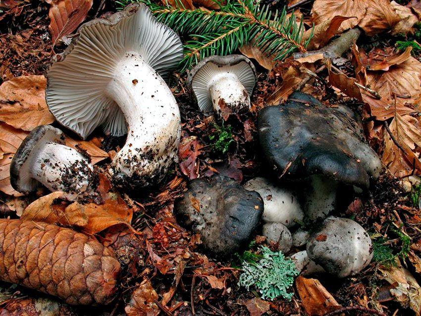 marzuelo-hygrophorus marzuolus-seta de ardilla-la casa de las setas