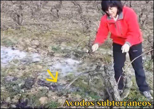 Clonacion de plantas