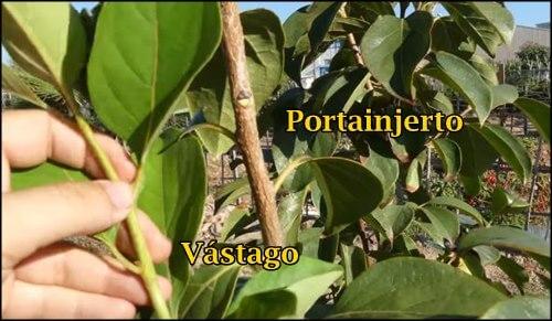 Clonacion por injerto