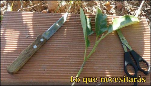 herramientas necesarias para un injerto