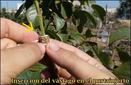 Union de vastago y portainjerto
