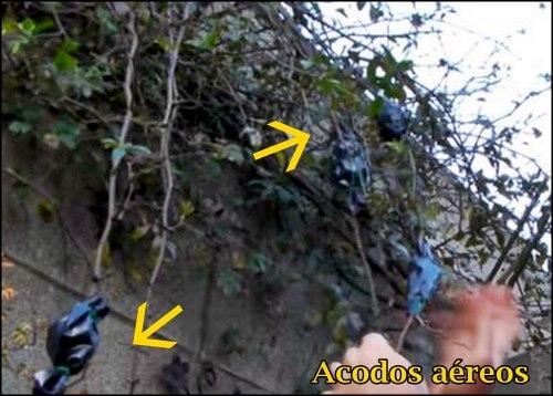 Clonacion de plantas por acodos aereos