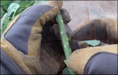 Se retiran hojas y espinas