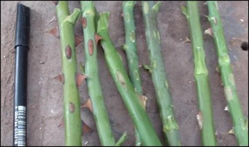 Diametro ideal del esqueje