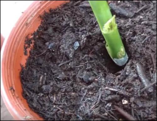 Plantar en una maceta o en un recipiente con agua