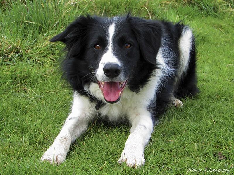 Diversidad funcional