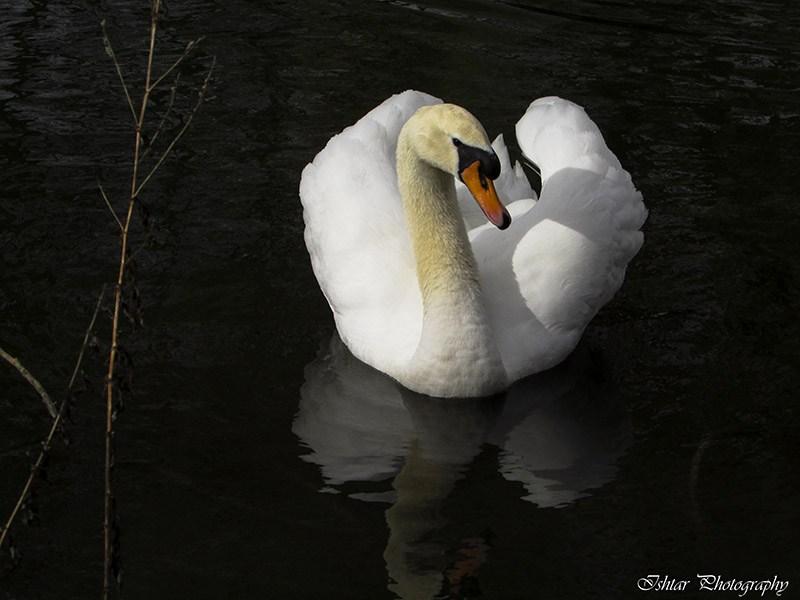 Diversidad funcional
