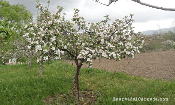 manzano starking en flor