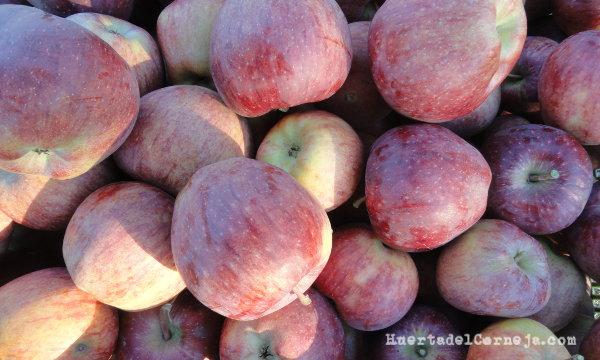 Pruina en manzanas recién recolectadas