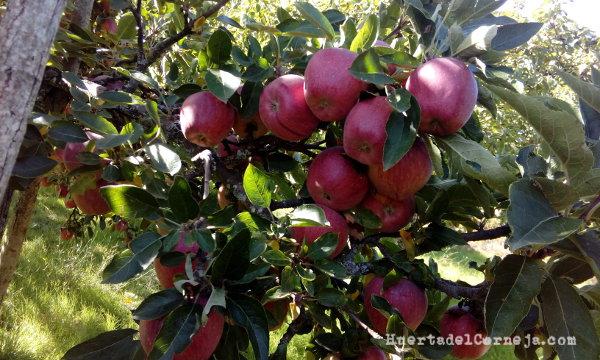 Manzanas starking maduras