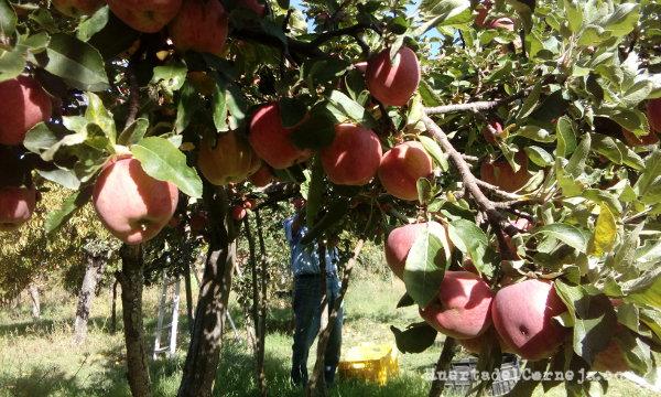 Cogiendo las manzanas