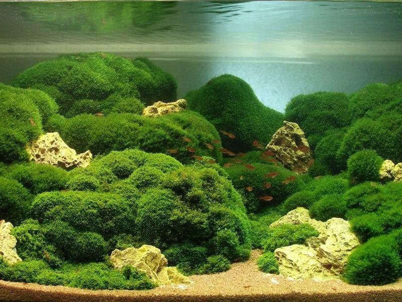 cladophora cubriendo fondo de acuario