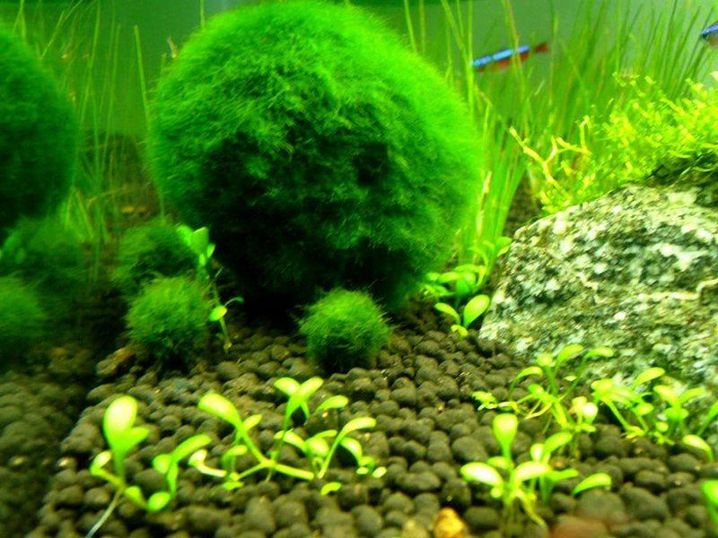 Cladophora-aegagrophila