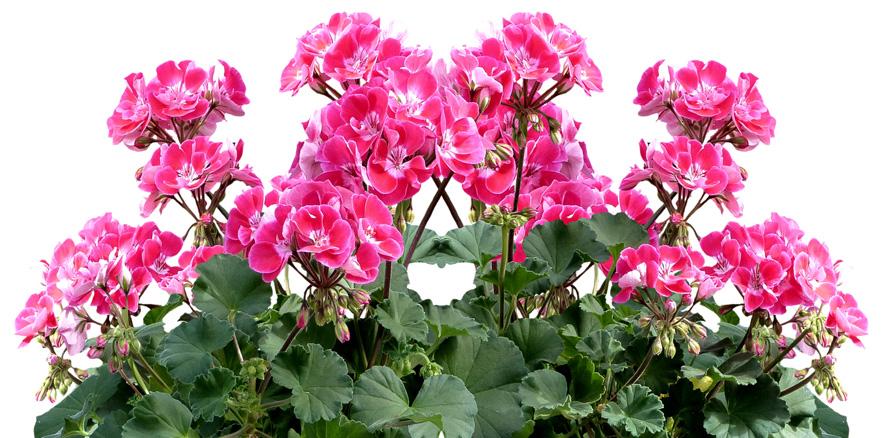 flores de invierno Portal Jardín