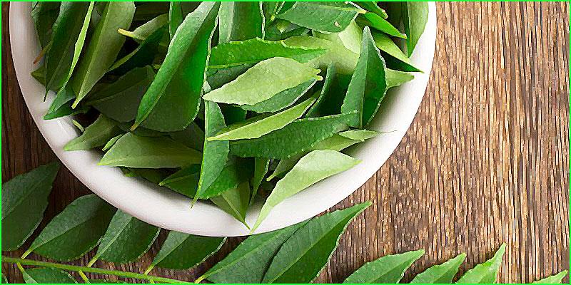 Hojas de curry para un cabello largo y fuerte