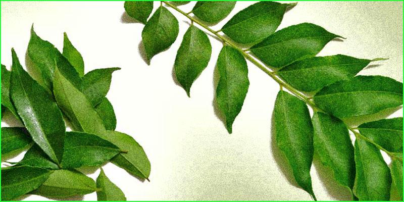 Hojas de curry para la caida del cabello