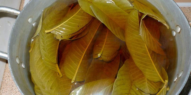 Enjuagues de hoja de guayaba para evitar la caída del cabello