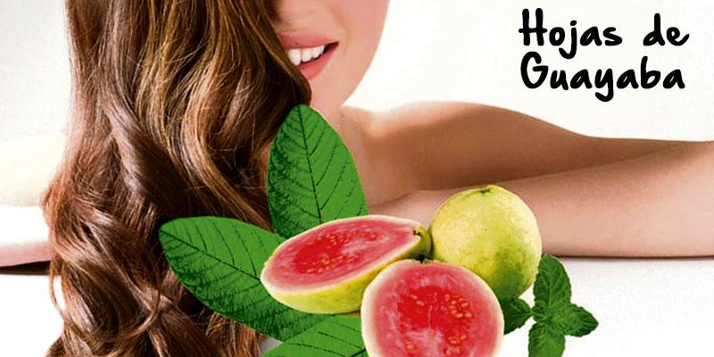Beneficios de las hojas de guayaba para el cabello maltratado